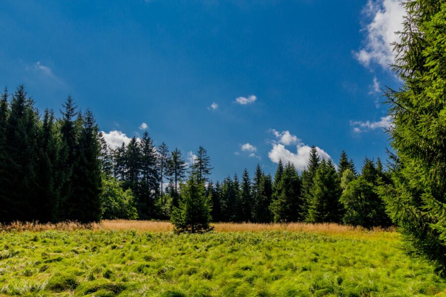 Landschaft im Thüringer Wald